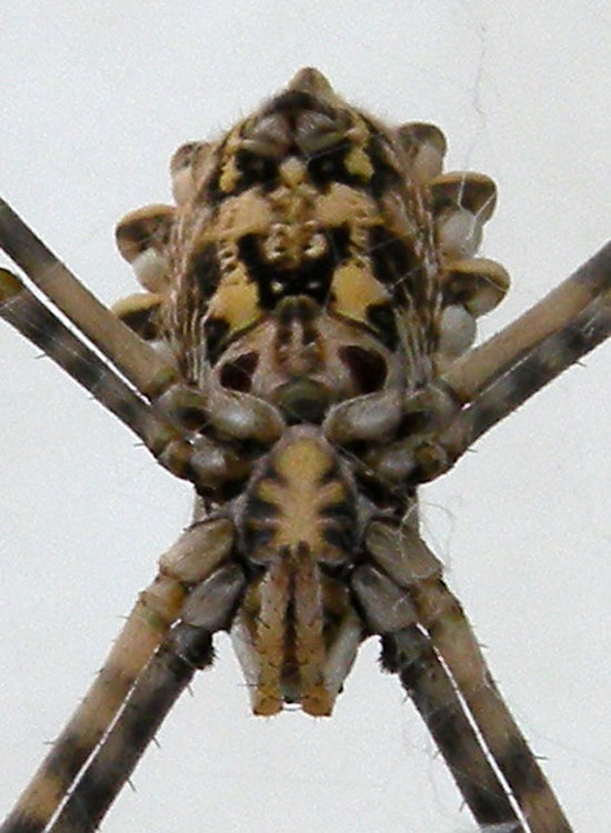 Probabile Argiope lobata